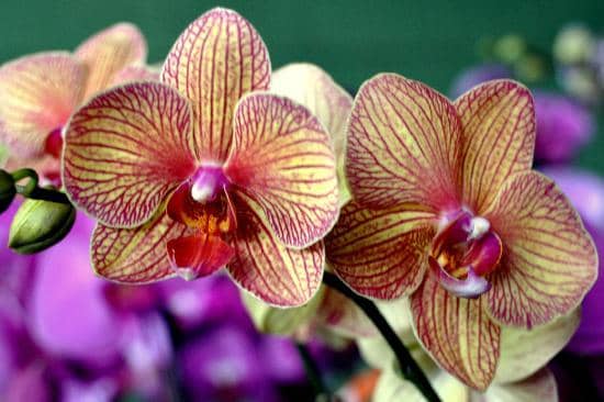 Local Produce & Crafts