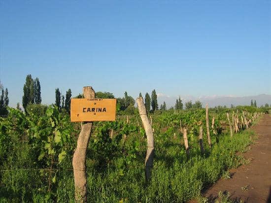 Vineyard Picnic Experience