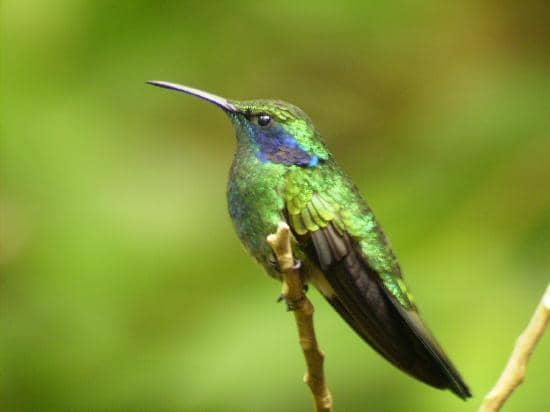 Birdwatching Opportunities