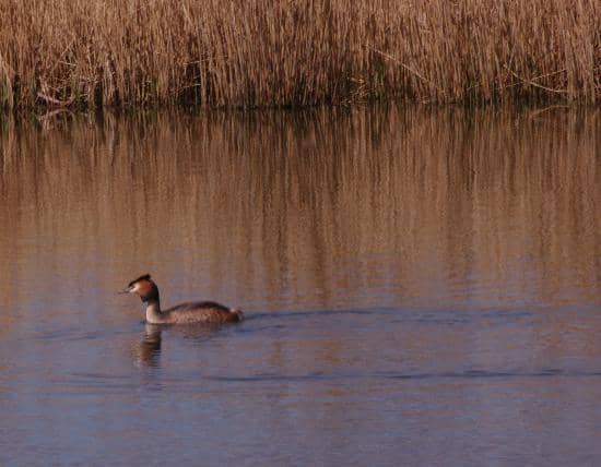 Reedbed Boardwalks