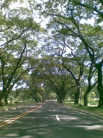 The Oblation