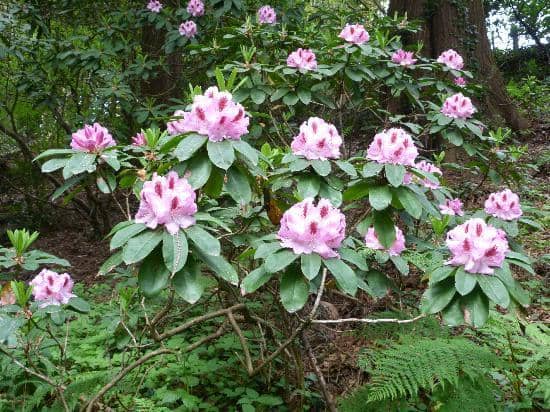 Ornamental Gardens
