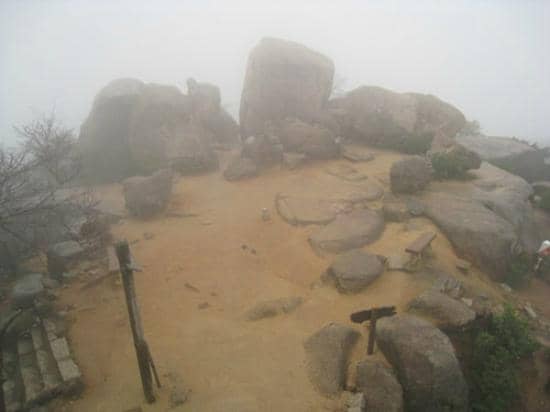 Wild Deer of Miyajima