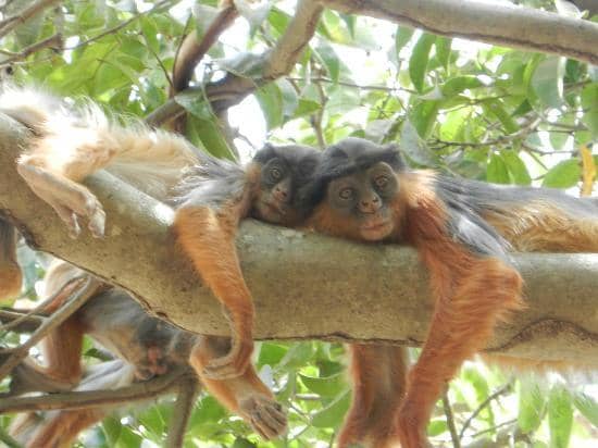 Serene Forest Trails