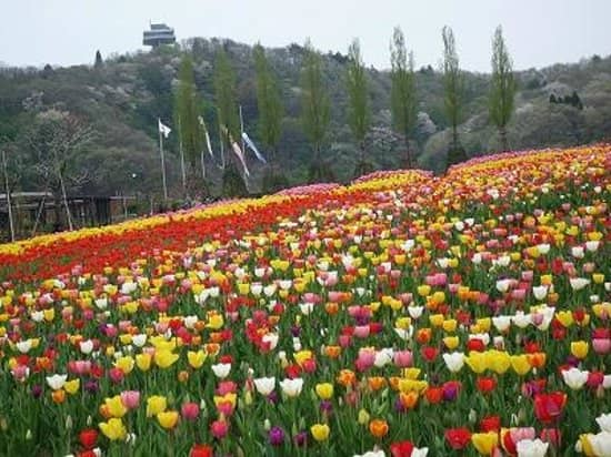 Winter Snow Activities