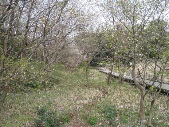 Hilltop Observation Tower