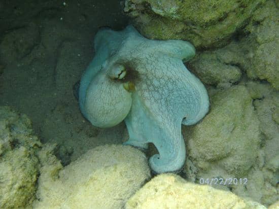 Abundant Marine Life Encounters