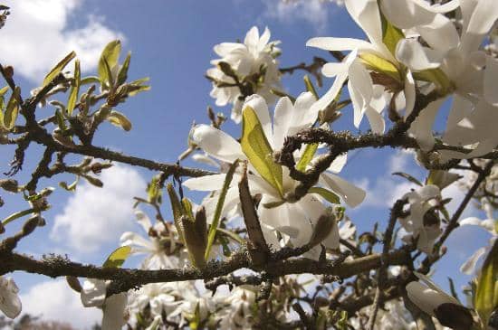 Northwest Native Plant Trail