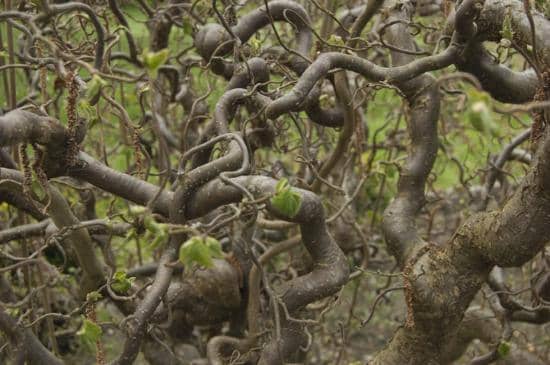 Japanese Maple Grove
