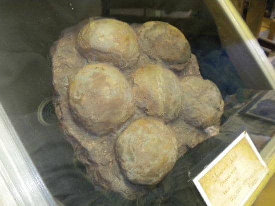 Chrysanthemum Stones