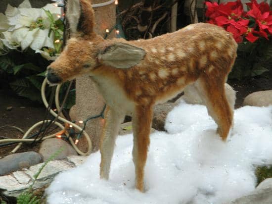Santa Meet-and-Greets
