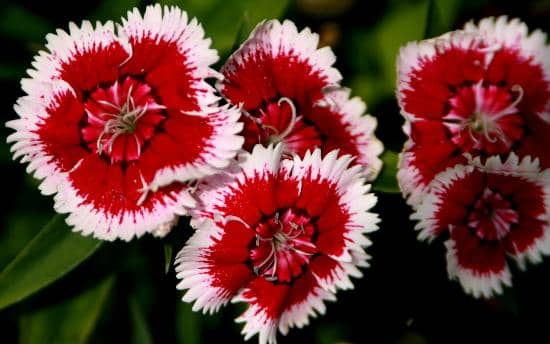 St. Simons Lighthouse