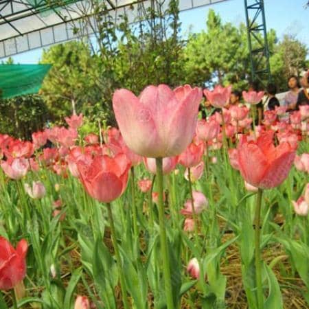 Scenic Walking Paths