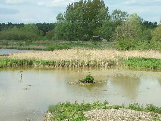 Kingfisher Sightings