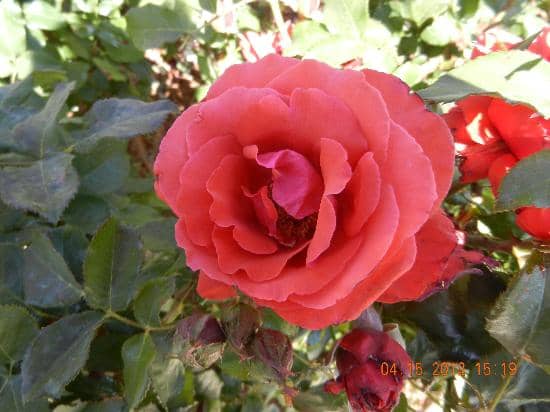 Vibrant Rose Collections