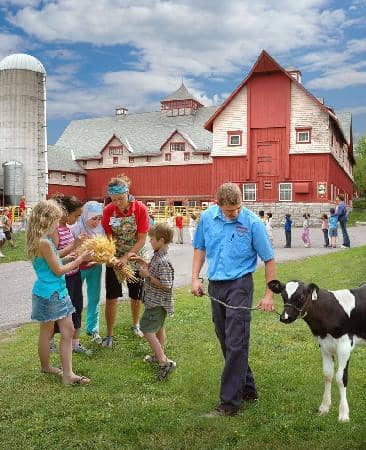 Live Farm Animals
