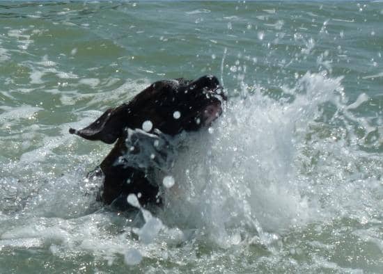 Canine Freedom Zone