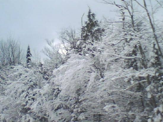 Scenic Forest Setting