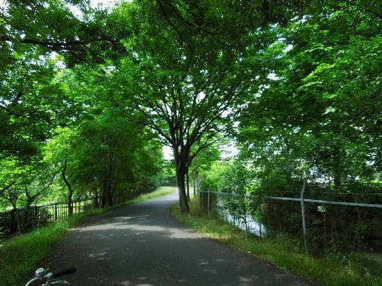 Japanese Red Pine Forest