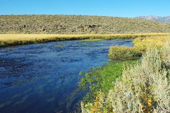 Abundant Trout Fishing
