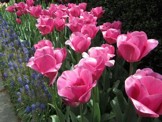 The English Garden
