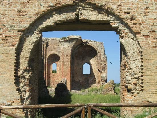 Centuries-Old Olive Grove