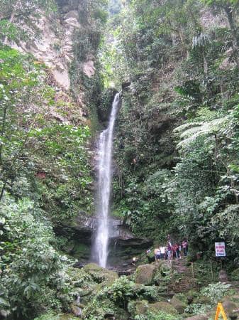 Jungle Paths