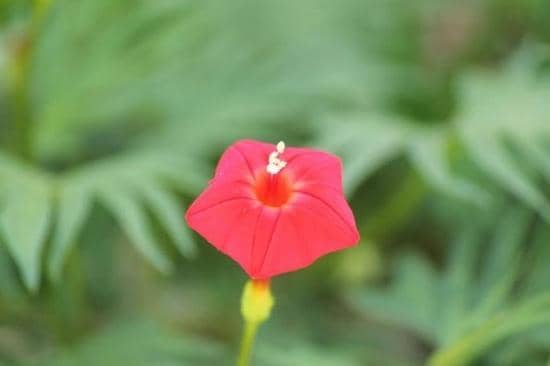 Seasonal Flower Displays