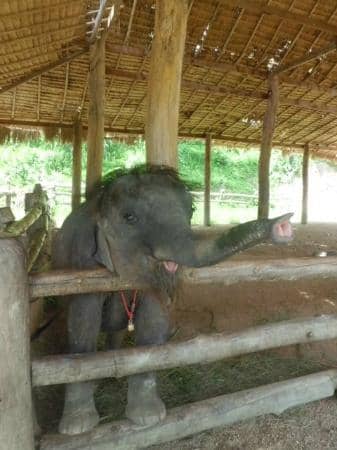 Elephant Show