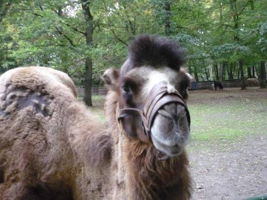 New Arrivals: Great Horned Owls