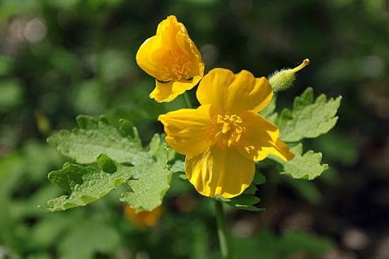 Arboretum Sculptures