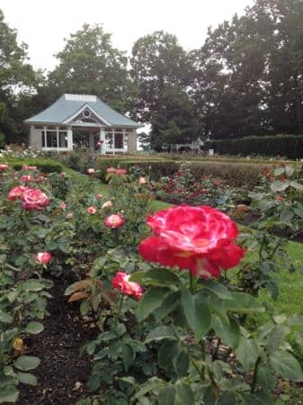 Seasonal Blooms
