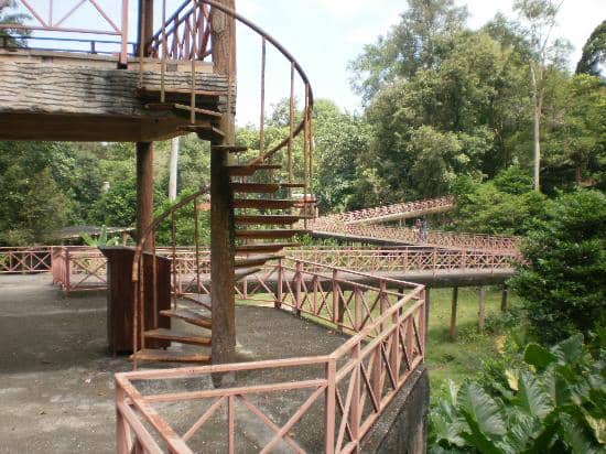 Diverse Animal Collection