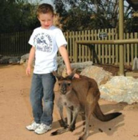 Giraffe Treehouse Experience