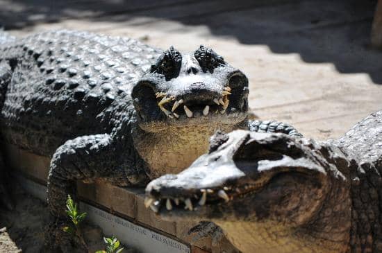 Unique Patagonian Maras