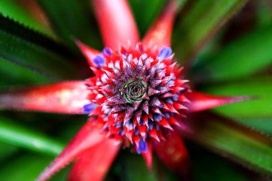 Diverse Cuban Flora