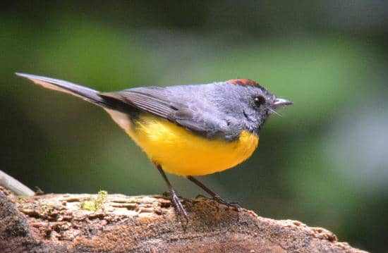 Diverse Birdlife