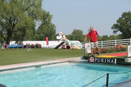 National Dog Shows
