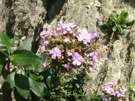 Mt. Omi Observation Deck