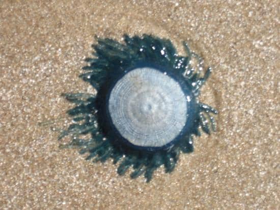 The Observation Tower