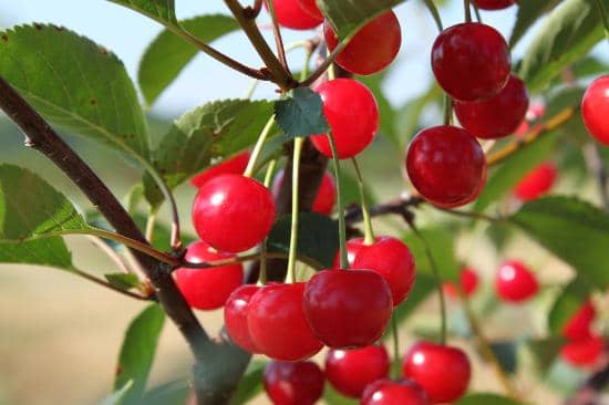 Orchard Views & Games