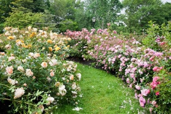 Themed Gardens