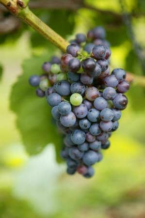 Wine & Bourbon Tasting