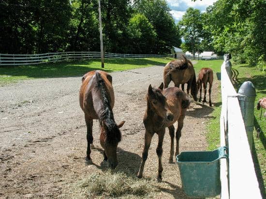 Meet the Morgan Horses