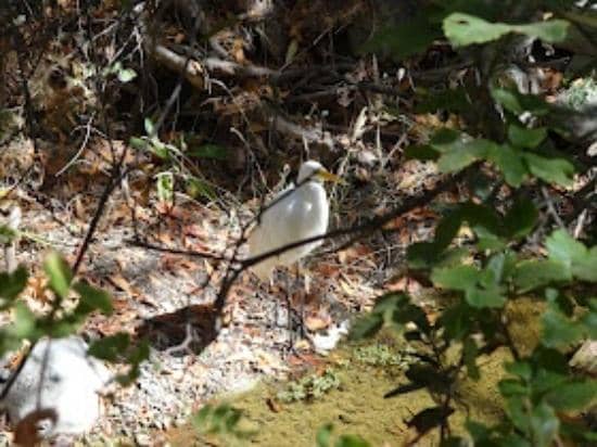 Penitencia Creek Trail