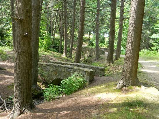 Mountain Laurel Stand