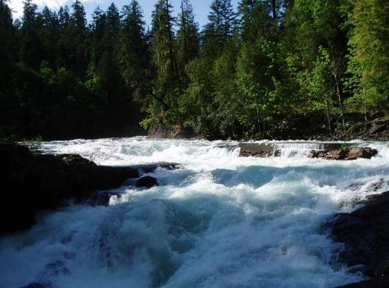 Potential Bear Sightings