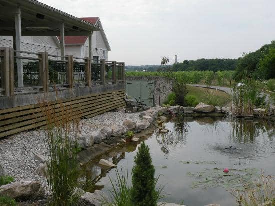 Vineyard Golden Hour Photos