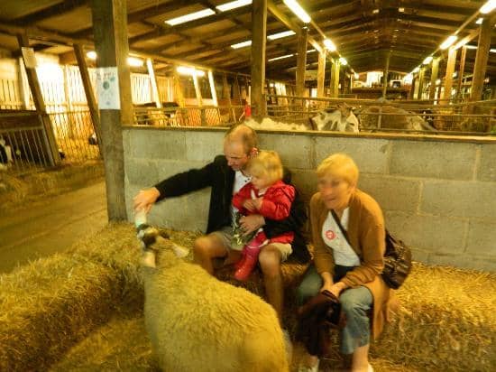 Milking Demonstrations