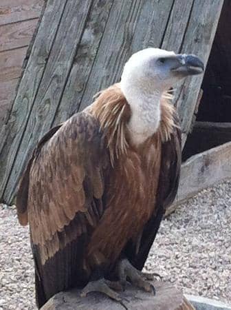 Parrot and Macaw Flight